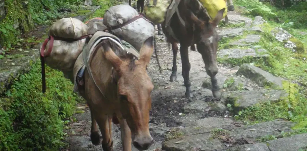 Annapurna Base Camp Trek